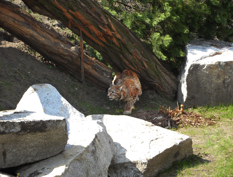 Ryś z Wrocławskiego Zoo