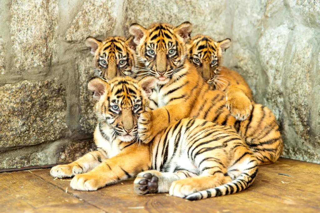 Cztery urocze młode tygrysy siedzące blisko siebie na tle kamiennej ściany.