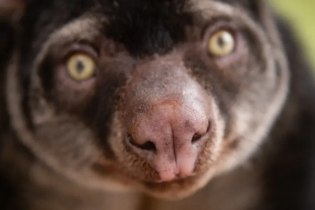 Zbliżenie na pyszczek i żółte oczy kuskusa niedźwiedziego w Zoo Wrocław.